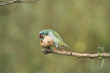 Coppersmith barbet having fruits with beautiful background at Karnataka,India.