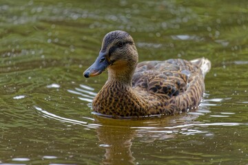 Beautiful duck floating in a tranquil pond with a long beak