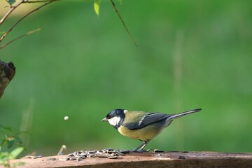 Small great tit perched atop a wooden bench surrounded by lush green grass