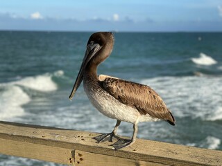 Brown pelican perched atop a wooden post overlooking the glistening blue ocean.