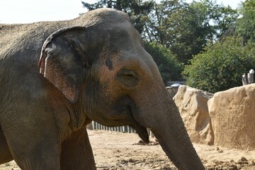 Closeup of an elephant in its outdoor enclosure at the zoo