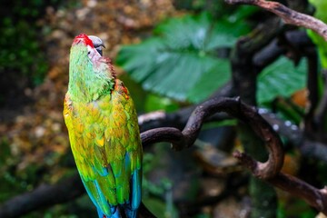 Macaw parrot, with its vibrant and spectacularly colourful plumage that radiates nature's brilliance