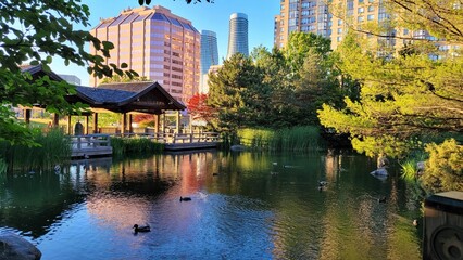 Flock of ducks near a tranquil pond in a beautiful Asian garden, surrounded by lush vegetation