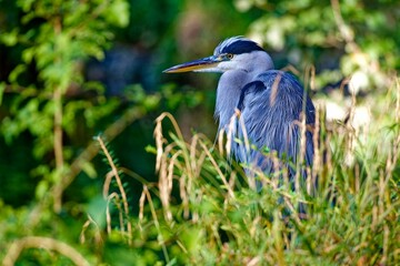 Grey heron perched atop a patch of lush green grass with a backdrop of tall trees.