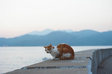 White and ginger cat perched near a body of water and the sun sets in the background in Hong Kong