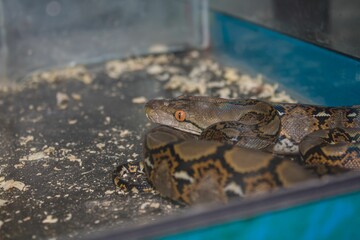Close-up of a python coiled up inside a terrarium