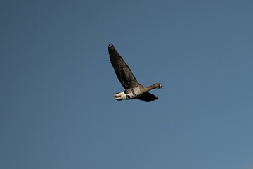 Majestic white-fronted goose with its wings spread wide, gliding gracefully on the breeze