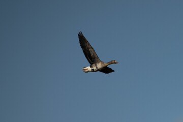 Majestic white-fronted goose with its wings spread wide, gliding gracefully on the breeze