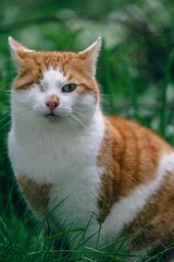 Orange cute cat with one eye injured in a grassy field