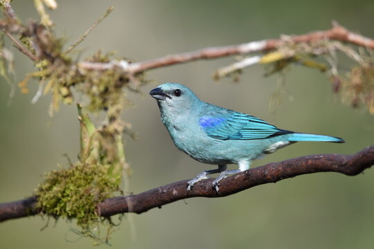 Azure-shouldered Tanager (Thraupis cyanoptera)