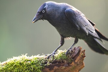Jackdaw perched on a tree branch