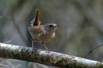 Closeup of a Eurasian wren perched on a tree branch