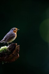 European robin (Erithacus rubecula) perched on a branch