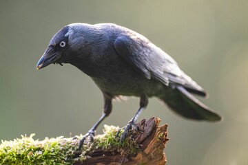Fototapeta premium Jackdaw perched on a tree branch