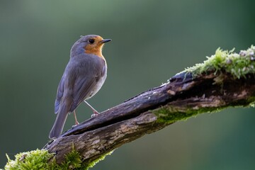 European robin (Erithacus rubecula) perched on a branch