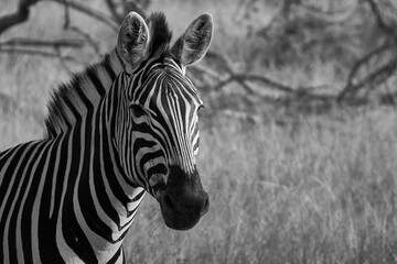 Obraz premium Solitary zebra stands in a sun-drenched field, surrounded by tall grass.