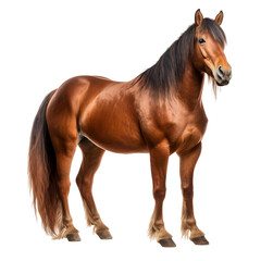 Horse with long mane standing and ready for riding isolated on transparent background	