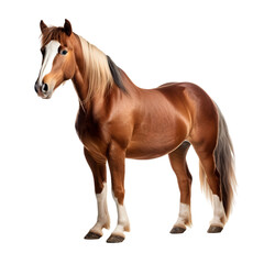 Welsh pony Horse with long mane standing on transparent background (png)