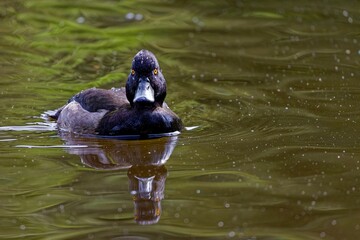 Fototapeta premium Mature Crested black (Aythya fuligula) duck gracefully gliding through a tranquil pond