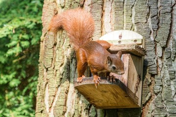 Adorable red squirrel perched atop a hanging bird feeder affixed on a tree trunk