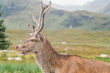 Scottish stag in Scottish Highlands in spring