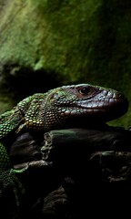 Close-up of an exotic lacerta on a moss-covered log in front of a lush, plant-filled wall