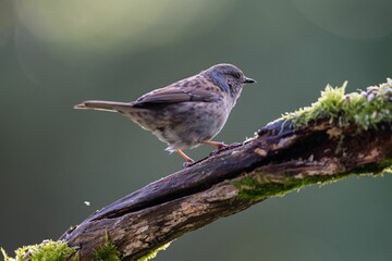 Sparrow perched on a tree branch