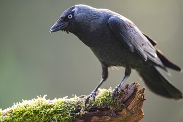 Jackdaw perched on a tree branch