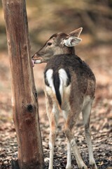 Young white-tailed deer standing in a forest licking a tree trunk