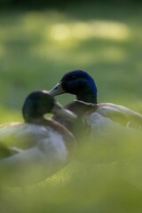 Obraz premium Two Mallard ducks perched on the grass near some green leaves