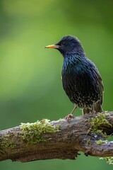 Closeup of a Common Starling perched on a tree branch with moss against a green background