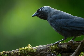 Closeup of a Jackdaw perched on a tree branch with moss against a green background