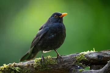 Closeup of a Blackbird perched on a tree branch with moss against a green background