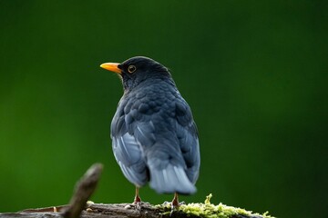 Closeup of a Blackbird perched on a tree branch with moss against a green background