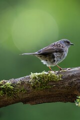 Closeup of a Daurian redstart perched on a tree branch with moss against a green background