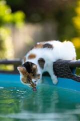 Tricolor cat drinking water