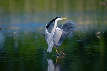 Selective focus shot of a gray heron landing on a lake surface