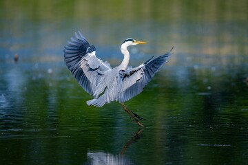 Selective focus shot of a gray heron landing on a lake surface