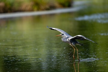 Selective focus shot of a gray heron landing on a lake surface