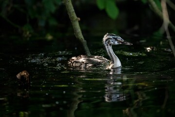 Selective focus shot of a striped grebe bird swimming in a pond