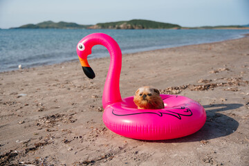A Brussels Griffon dog in a floating ring sits on a sandy beach. Summer vacation at sea. High quality photo