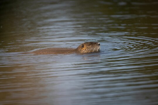 Beaver pictured swimming in a lake, looking up from the surface of the water
