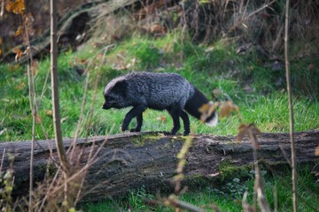 Cute grey fox is captured jumping over a log in a rural meadow, surrounded by lush green grass