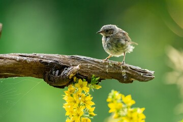 Small bird perched on a branch
