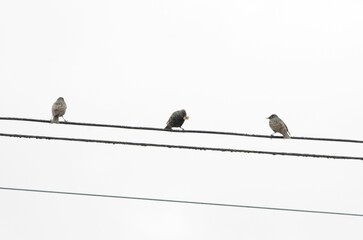 Flock of birds perched atop power lines and electrical wires, against a cloudy sky