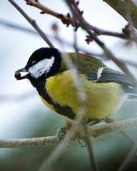 Black Tit with a berry on a tree branch with a large insect in its beak in Germany