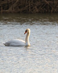 Lone swan on tranquil waters near the shoreline