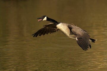 Canada goose (Branta canadensis) in mid-flight  from the surface of a lake