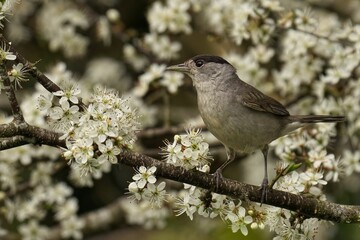 Male blackcap (Sylvia atricapilla) bird perched on a branch of a hawthorn