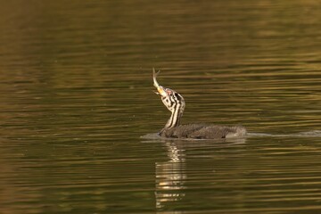 Adorable great crested grebe (Podiceps cristatus) swimming in a tranquil pond